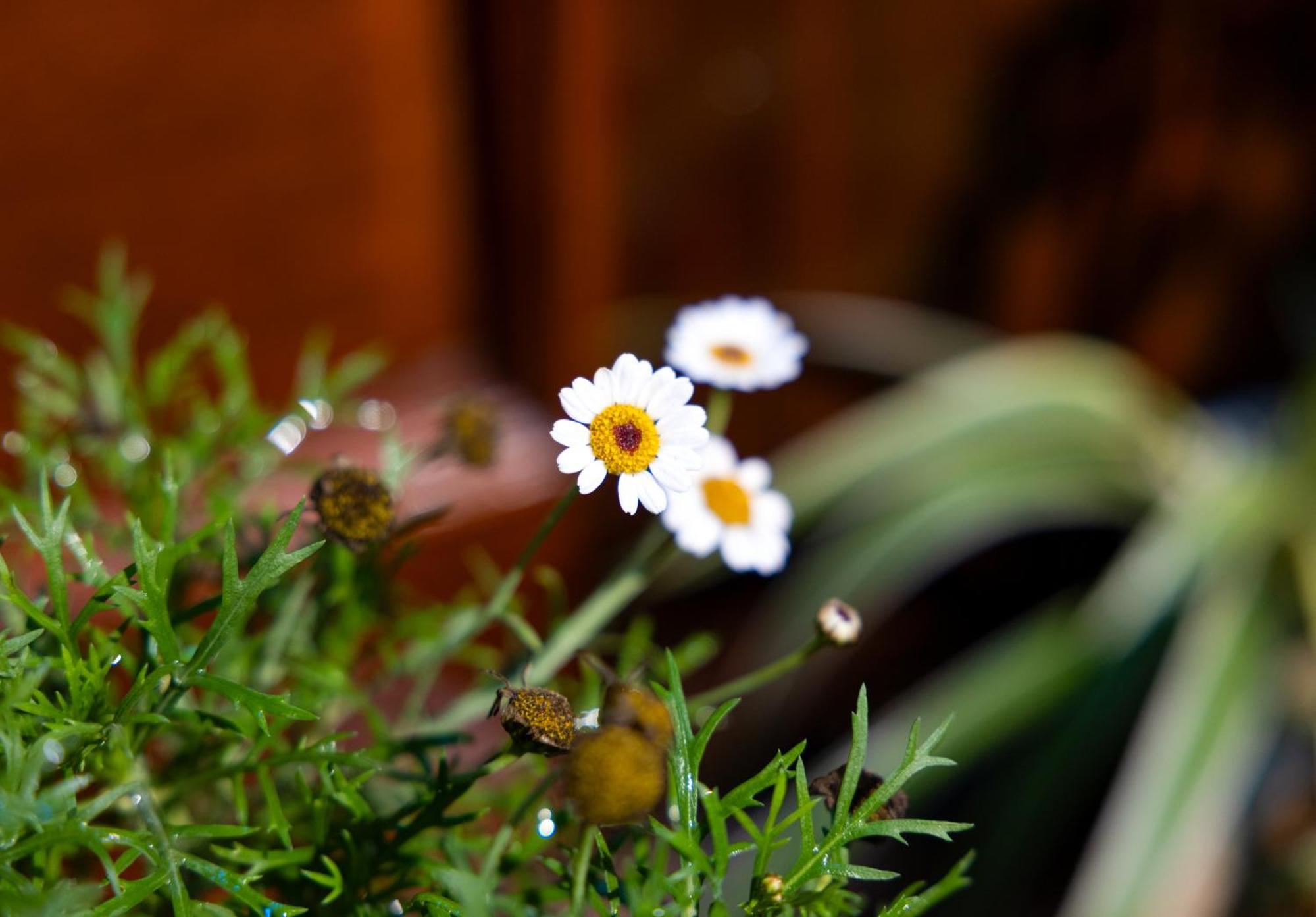 Sapa Tt Homestay 외부 사진